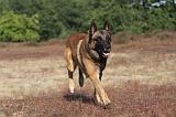 MALINOIS 038